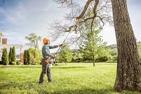 Best Tree Removal  in Edgerton, MN