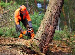  Edgerton, MN Tree Removal Pros