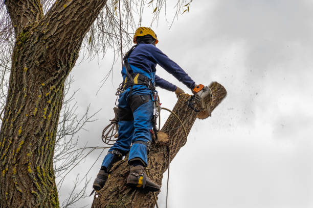 Best Tree Disease Treatment  in Edgerton, MN