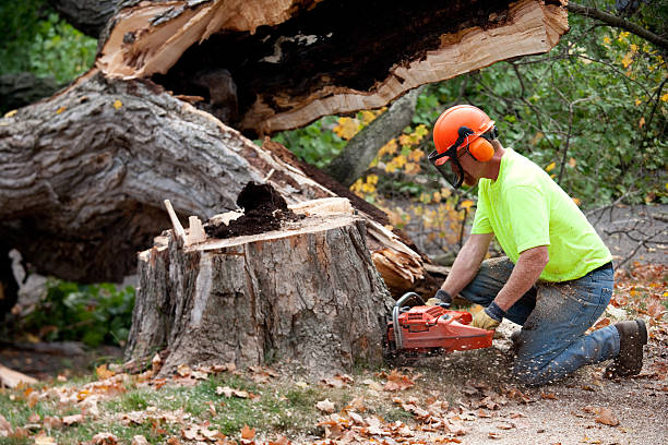 Leaf Removal in Edgerton, MN