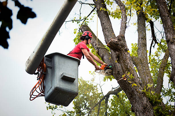 Best Tree Preservation Services  in Edgerton, MN